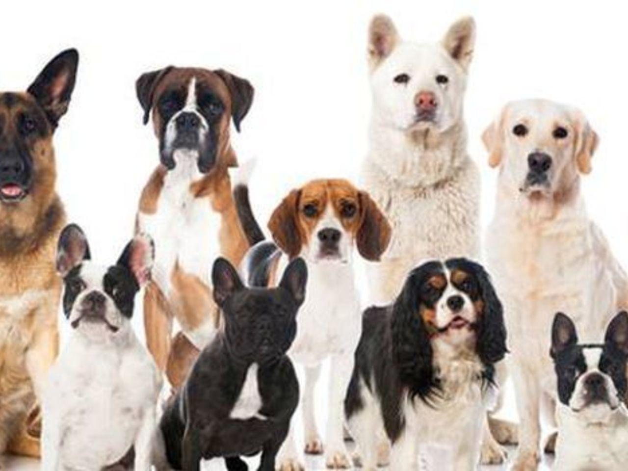 Dog Breed Classification using Transfer Learning in TensorFlow