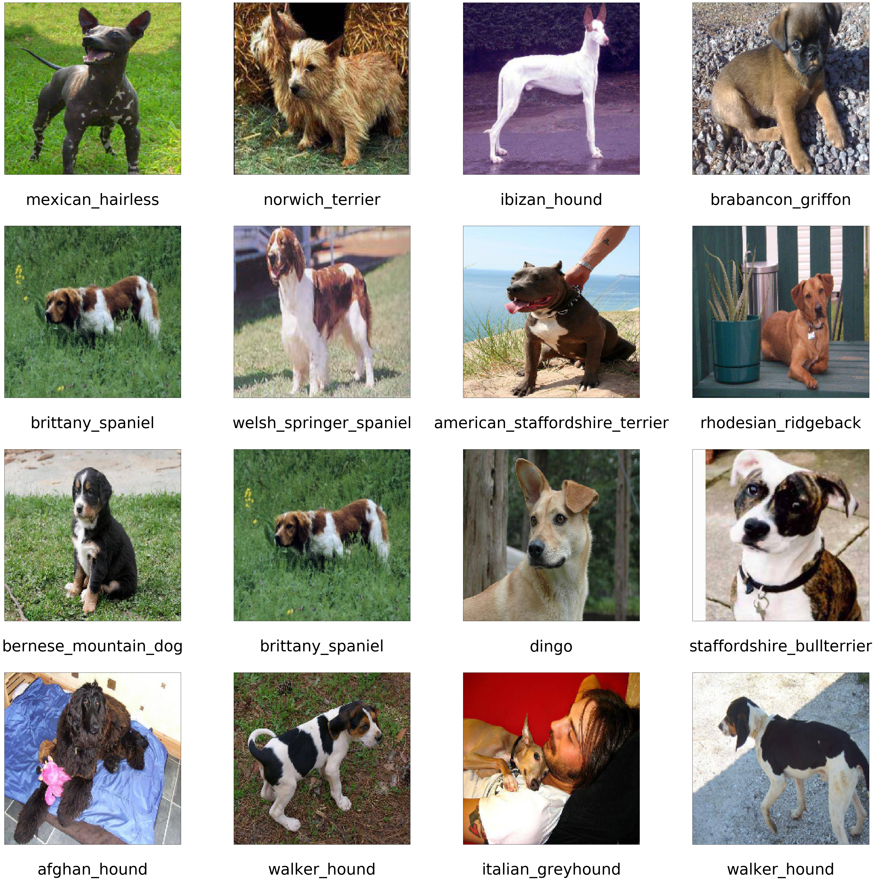 Dog images with their breed name as text