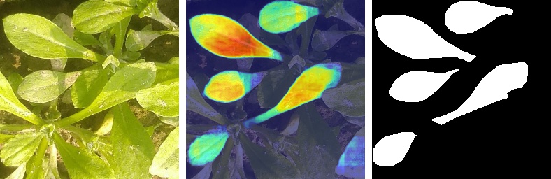 The GradCAM heatmap for the weed-2 class.