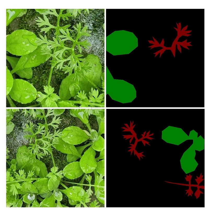 The images and RGB masks from the Weed Segmentation dataset